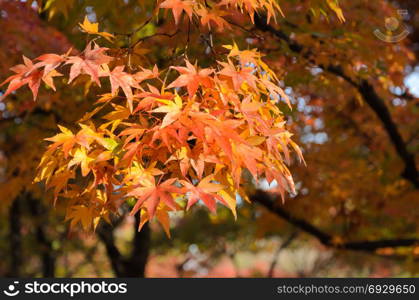 Autumn colored foliage of maple tree in Japan