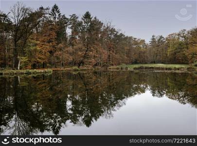 autumn colored forest with reflection in the lake in Holland during autumn