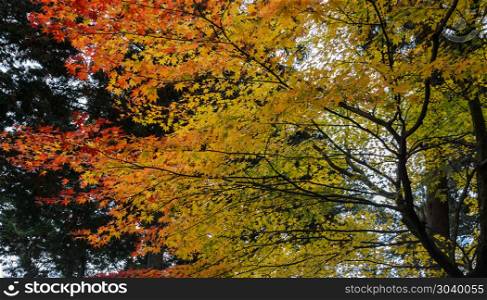Autumn colored leaves of maple tree in Japan