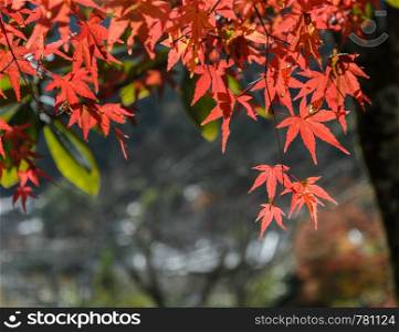 Autumn colored leaves of maple tree in Japan