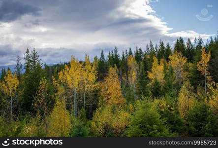 Autumn colored trees among forest in October