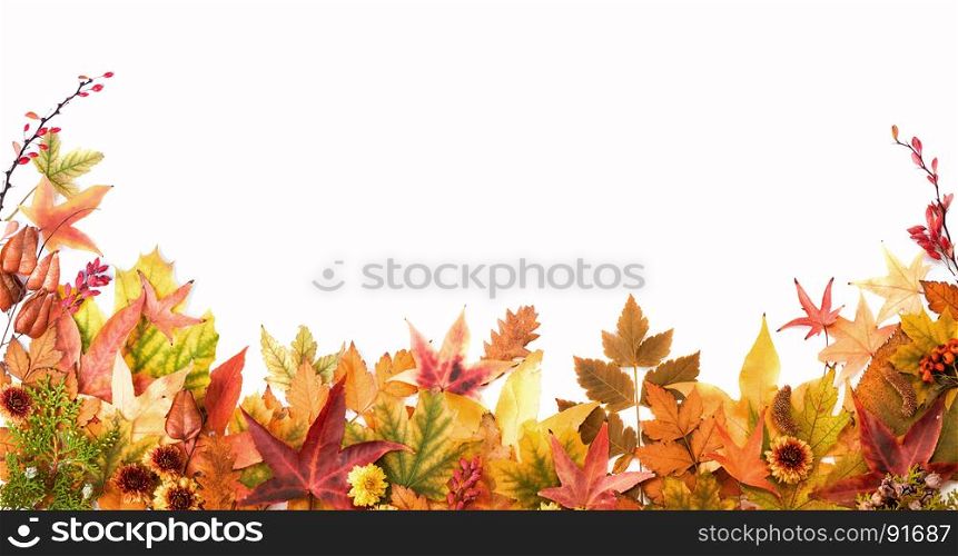 Autumn Colorful Background of Leaves, Berries and Flowers of Orange, Yellow and Red Colors on the White Background