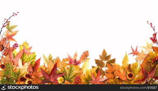 Autumn Colorful Background of Leaves, Berries and Flowers of Orange, Yellow and Red Colors on the White Background