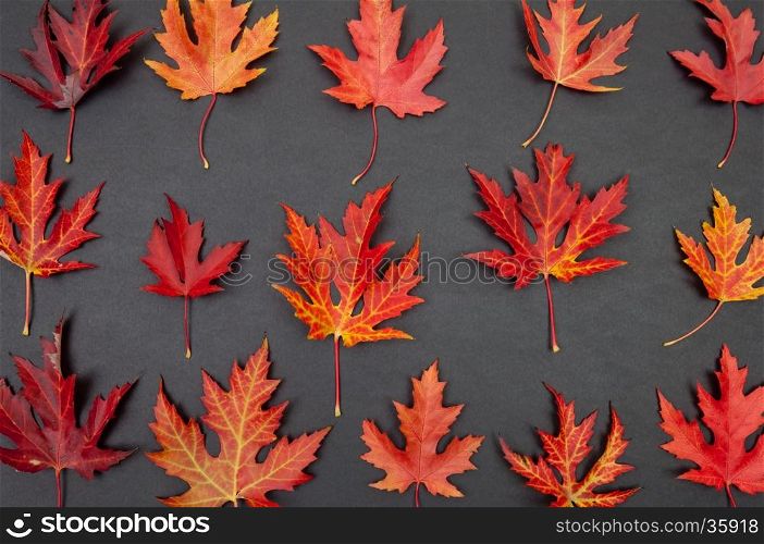 Autumn colorful fallen maple leaves in rows on dark grey background