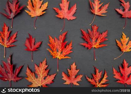 Autumn colorful fallen maple leaves in rows on dark grey background