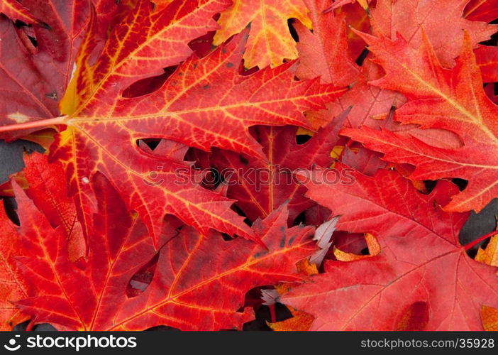 Autumn colorful fallen maple leaves stack