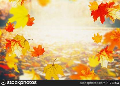 Autumn colorful falling leaves on sunny day, outdoor fall nature background, frame