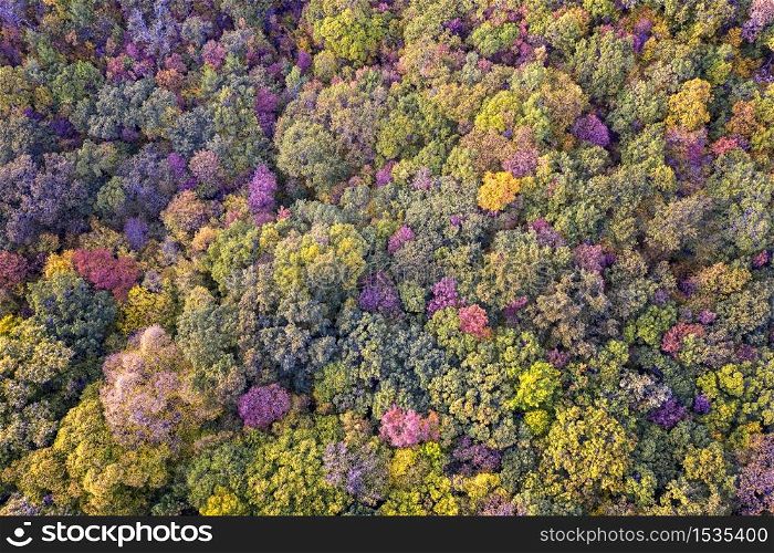 Autumn colorful forest. Aerial view from a drone over colorful autumn leaves in the forest.