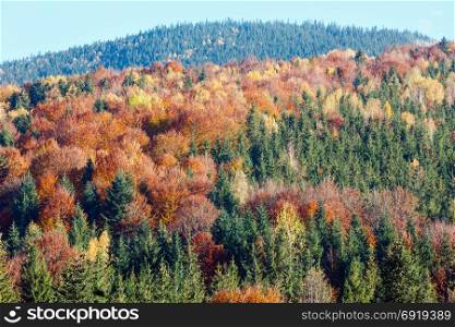 Autumn colorful forest in Carpathian Mountains (Guta, Ivano-Frankivsk oblast, Ukraine).