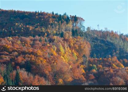Autumn colorful forest in Carpathian Mountains (Ivano-Frankivsk oblast, Ukraine).