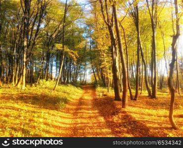 Autumn colorful forest with red and orange leaves on trees. Autumn colorful forest with orange leaves