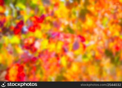 autumn colorful golden red vineyard leaves in mediterranean field