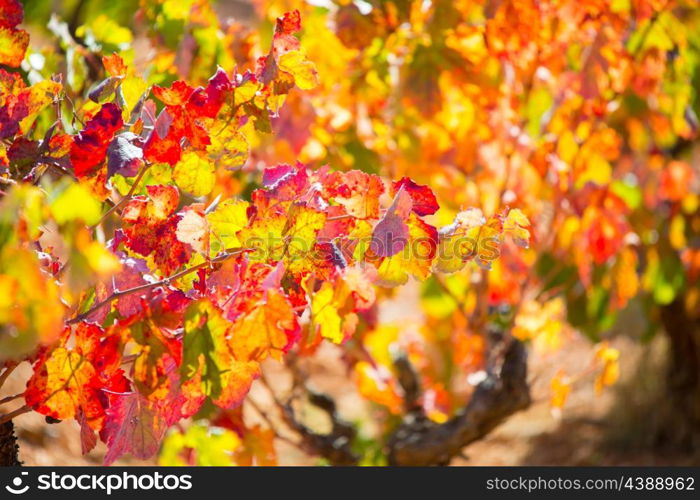 autumn colorful golden red vineyard leaves in mediterranean field