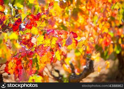 autumn colorful golden red vineyard leaves in mediterranean field
