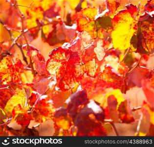 autumn colorful golden red vineyard leaves in mediterranean field