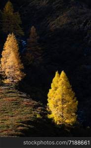 Autumn colorful larch trees in sunlight on background of dark hills in shadow. Alps mountain highlands view from hiking path, Kleinarl, Land Salzburg, Austria.
