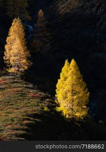 Autumn colorful larch trees in sunlight on background of dark hills in shadow. Alps mountain highlands view from hiking path, Kleinarl, Land Salzburg, Austria.