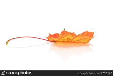 Autumn colorful leaf of maple isolated on white.