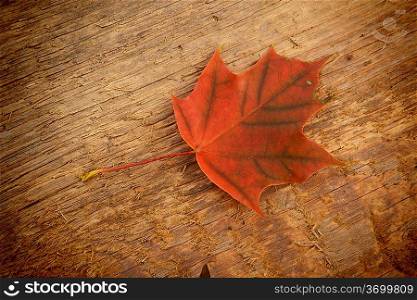 Autumn colorful leaf of maple over wooden background