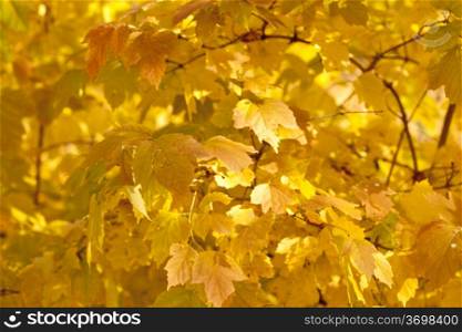 Autumn colorful leaves, natural backdrop for any purpose
