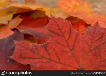 Autumn colorful leaves of maple over wooden background