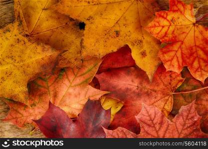 Autumn colorful leaves of maple over wooden background