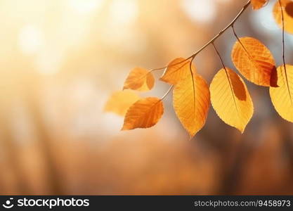 Autumn colorful leaves on the branch. Fall background.