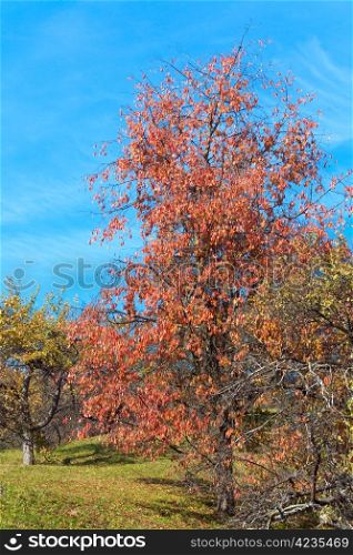 Autumn colorful trees on mountain hill