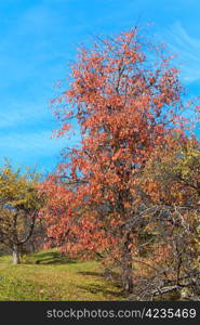 Autumn colorful trees on mountain hill