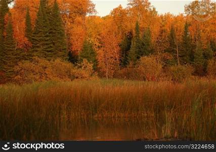 Autumn Colors at Lake of the Woods Ontario Canada