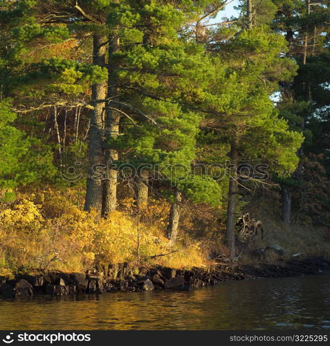 Autumn Colors at Lake of the Woods Ontario Canada