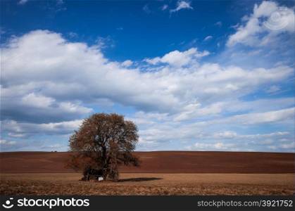 Autumn colors big tree over blue sky. Nature background