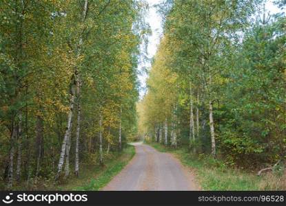 Autumn colors by a gravel road through a birch tree forest