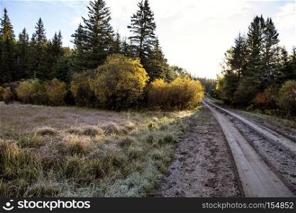 Autumn Colors Cypress Hills Canada interprovincial Park