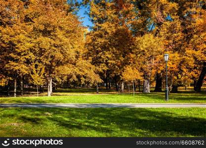 Autumn colors - fall in park with yellow leaves foliage trees and green grass. Autumn  in park