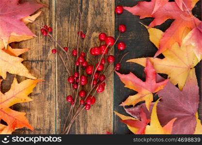Autumn colors. Fall leaves and a branch with red berries