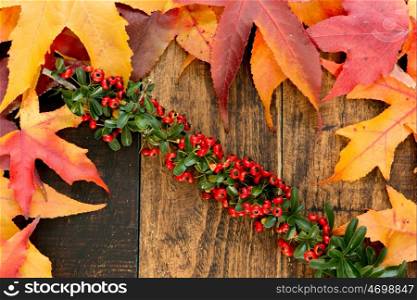 Autumn colors. Fall leaves and a branch with red berries