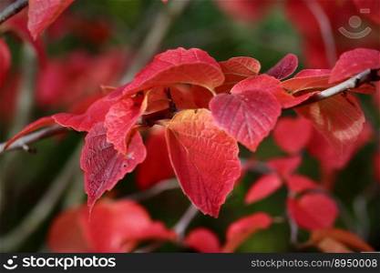 autumn colors fall red foliage