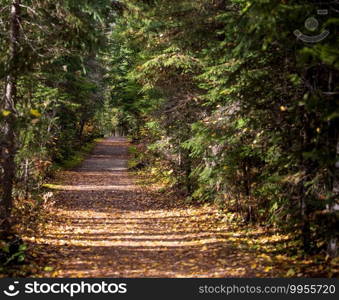 Autumn colors, fallen leaves along trail 