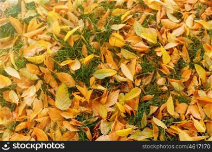 Autumn colors. Fallen leaves of trees