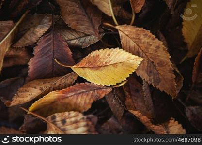 Autumn colors. Fallen leaves of trees