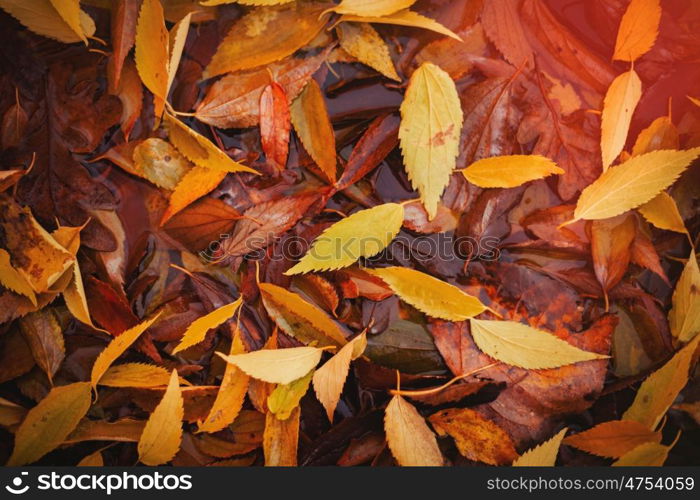 Autumn colors. Fallen leaves of trees