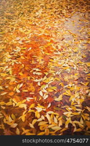 Autumn colors. Fallen leaves of trees