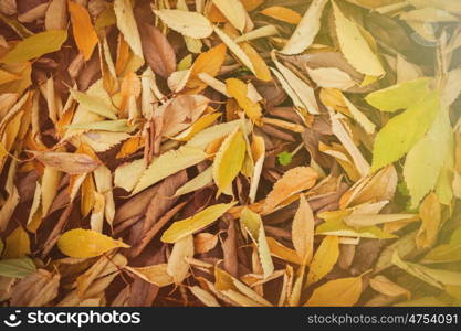 Autumn colors. Fallen leaves of trees