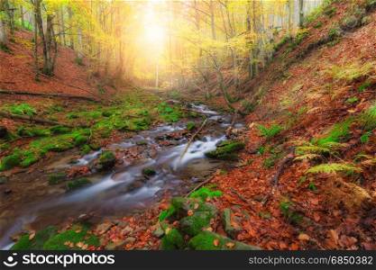 Autumn colors forest and small mountain river