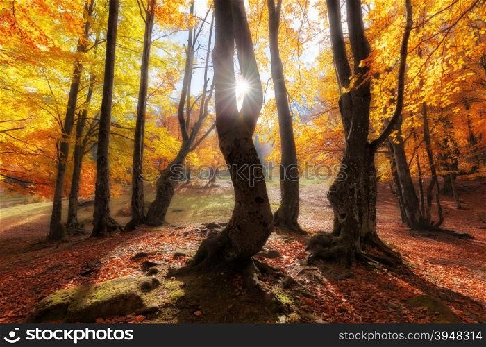 Autumn colors forest at sunny day