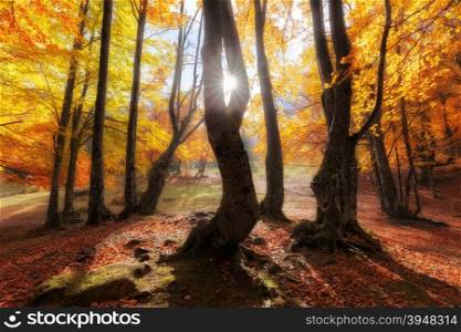 Autumn colors forest at sunny day