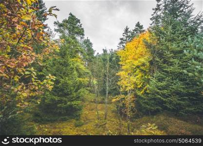 Autumn colors in a forest with pine trees and yellow leaves