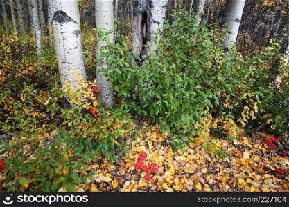 Autumn colors in a Northern British Columbia forest