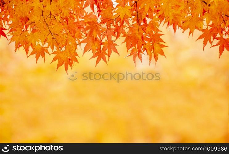 Autumn colors in Japan are popular for tourism.Background image of autumn landscape maple leaves and blurred tree